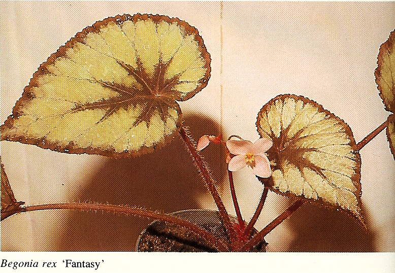 B. ‘Fantasy’